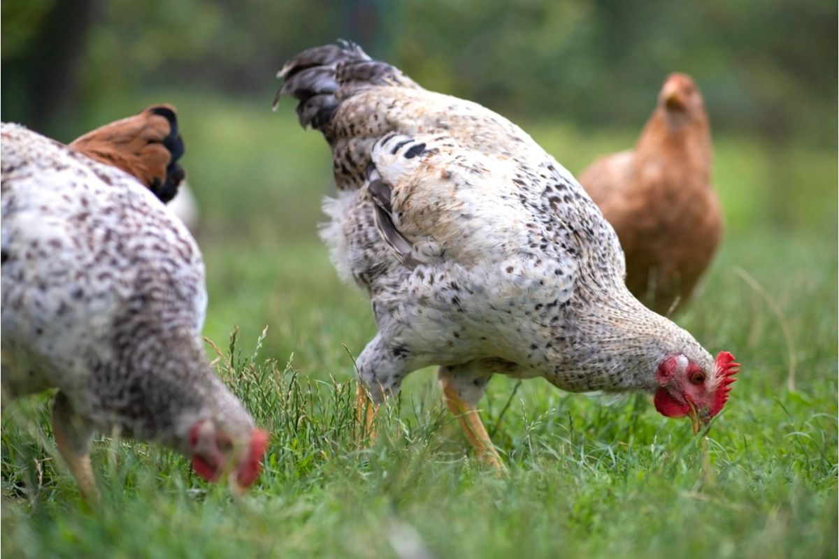Homeowner Says His Neighbor’s Chickens Keep Escaping Into His Garden Beds, Now Their Ongoing Dispute Is Getting Worse