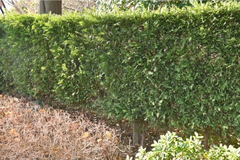 Homeowner Says His Neighbor’s Fast-Growing Hedge Is Blocking Airflow to His Vegetable Beds, Now Mold Keeps Appearing on Plants