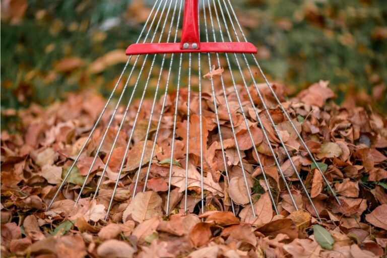 Homeowner Says His Neighbor’s Fast-Growing Trees Are Dropping Leaves Into His Garden All Year, Now Maintenance Has Become a Constant Fight