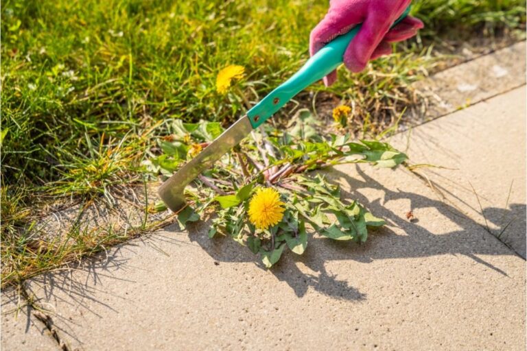 Homeowner Says His Neighbor’s Kids Built a Shortcut Through His Garden Path, Now Plants Keep Getting Trampled Every Week
