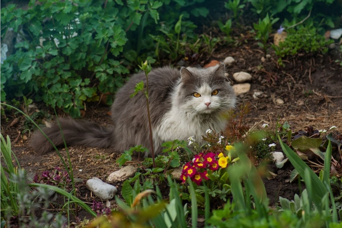 Homeowner Says His Neighbor’s Outdoor Cats Keep Sleeping in His Raised Beds, Now Newly Planted Vegetables Are Being Crushed Overnight