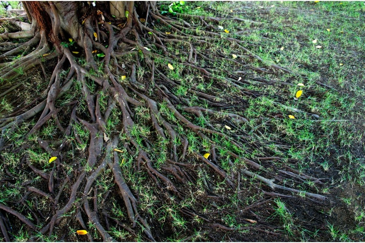 Homeowner Says His Neighbor’s Tree Roots Are Spreading Into His Garden Beds, Now It’s Causing a Quiet Dispute Over Boundaries