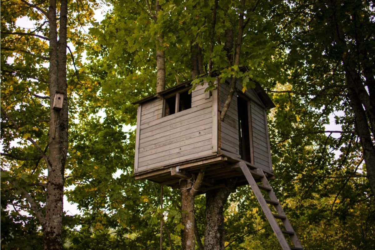 Homeowner Says His Neighbor’s Treehouse Overlooks His Vegetable Garden, Now He Feels Like He Has No Privacy Outside