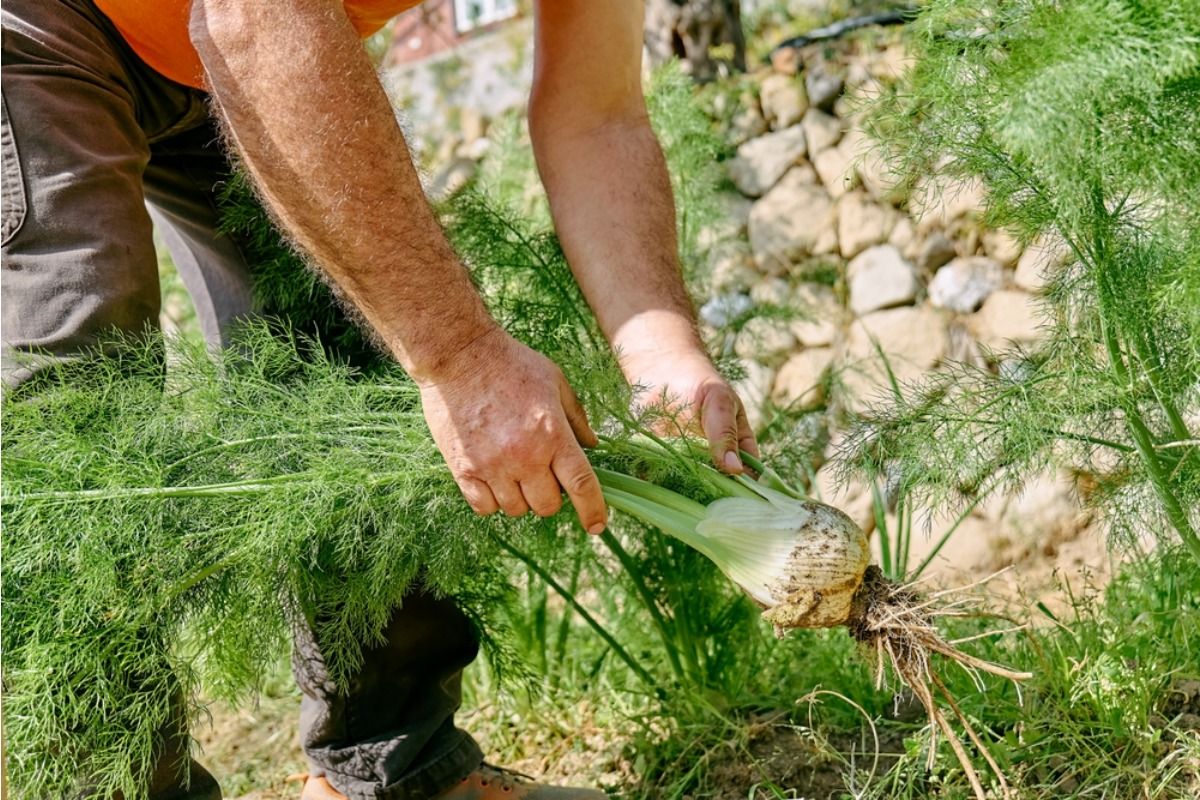 Homeowner Says People Keep Reaching Through His Fence to Pick Herbs While Walking By, Now He’s Calling It “Casual Stealing”