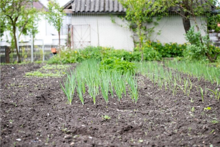 Homeowners Are Debating Whether Front Yard Vegetable Gardens Hurt Property Value, And Opinions Are Strong on Both Sides