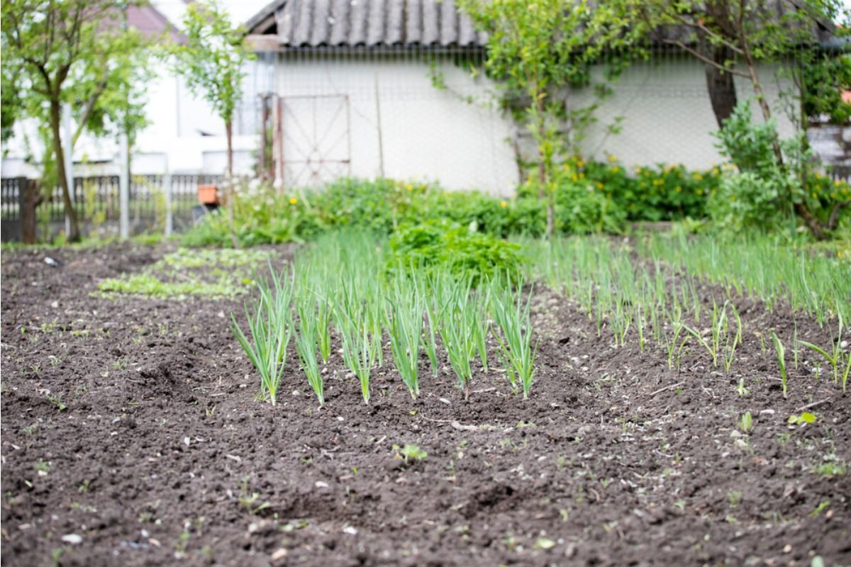Homeowners Are Debating Whether Front Yard Vegetable Gardens Hurt Property Value, And Opinions Are Strong on Both Sides