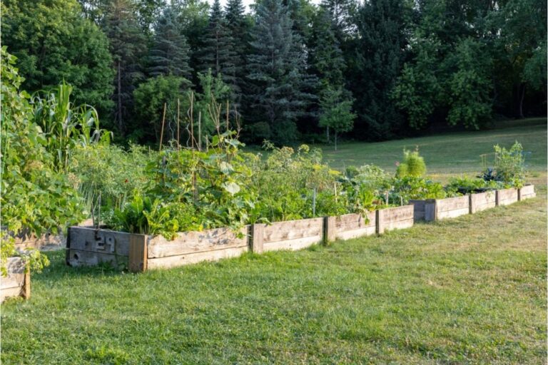 Homeowners Are Replacing Grass With Raised Garden Beds, And Some HOAs Are Starting to Push Back Against the Trend