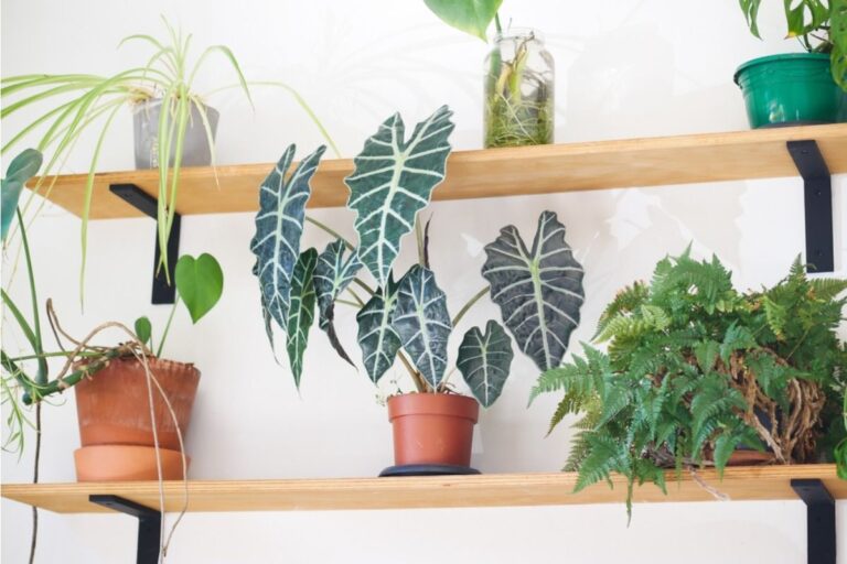 Some Home Gardeners Are Building Outdoor Plant Shelves Taller Than Fences, And Neighbors Say the Structures Are Blocking Their View Completely