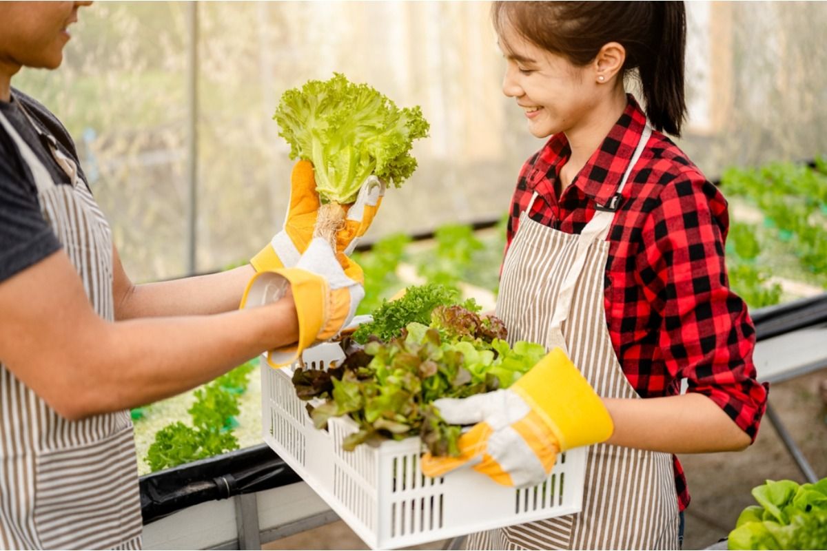 Some Home Gardeners Are Charging Neighbors for Fresh Produce After Years of Giving It Away Free, And Opinions Are Strong on Both Sides