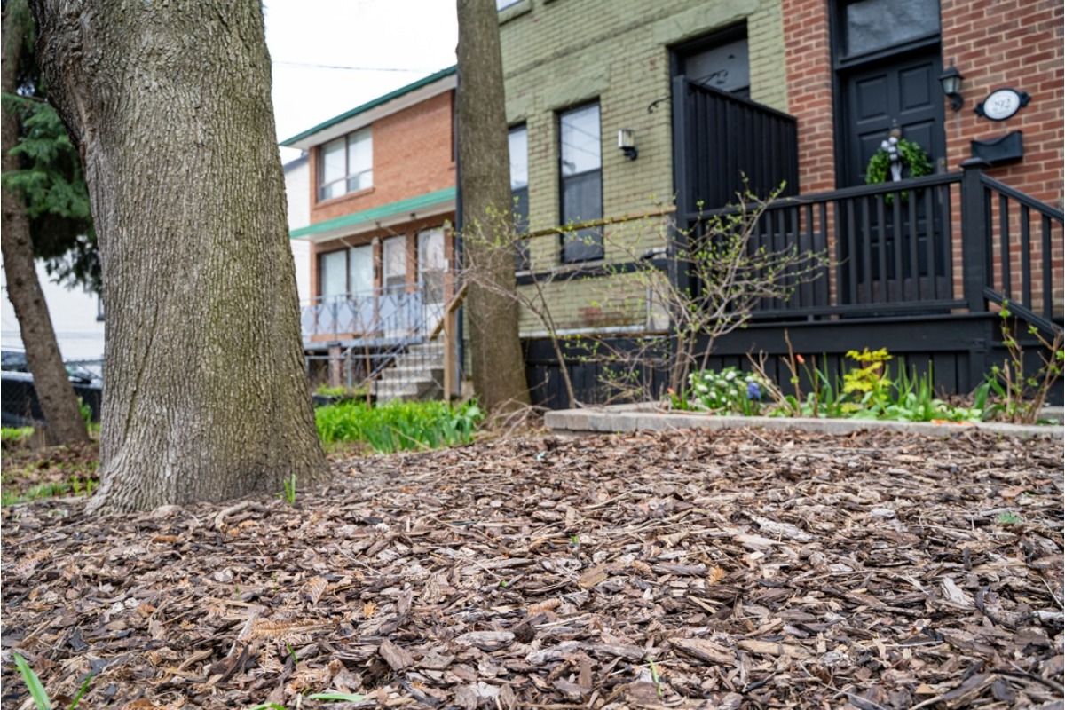 Some Home Gardeners Are Covering Front Yards With Mulch Instead of Grass, And Neighbors Say the Streets Are Starting to Look “Too Dry”