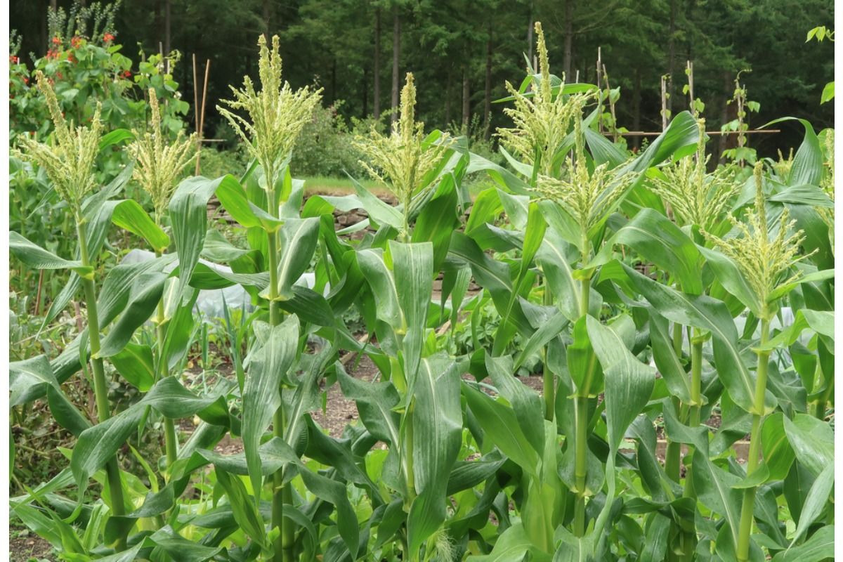 Some Home Gardeners Are Growing Corn Mazes for Children in Their Backyards, And Neighbors Say the Tall Plants Feel “Too Close for Comfort”