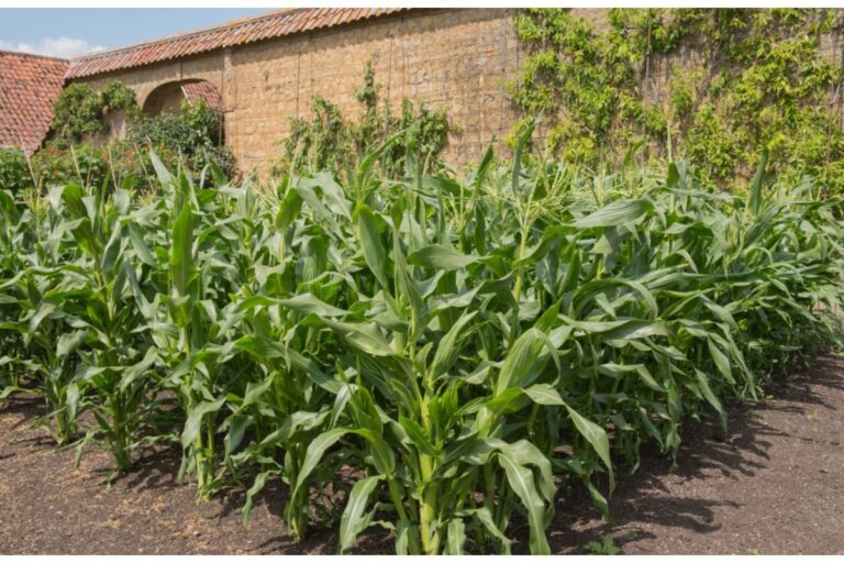 Some Home Gardeners Are Growing Corn in Front Yards This Year, And Neighbors Say It’s Blocking Visibility for Drivers and Pedestrians