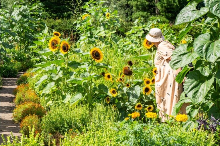 Some Home Gardeners Are Growing Giant Sunflowers Along Property Lines, And Neighbors Say They’re Creating Too Much Shade