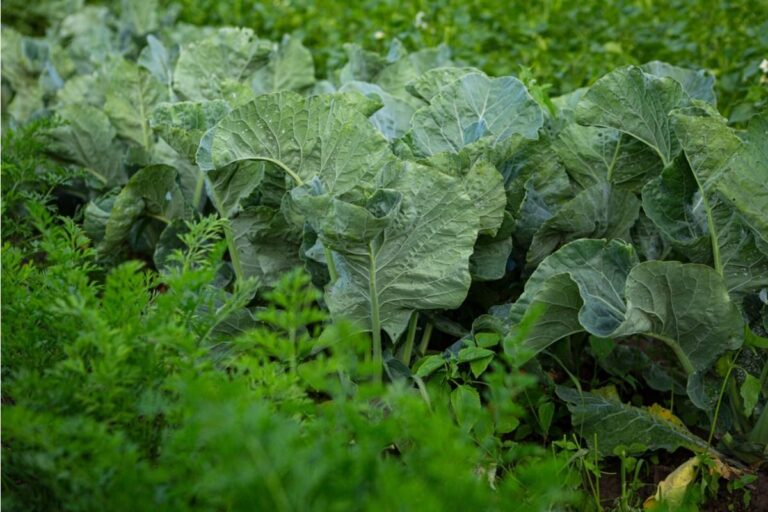 Some Home Gardeners Are Growing Only One Crop Repeatedly, And It’s Raising Concerns About Soil Health Over Time