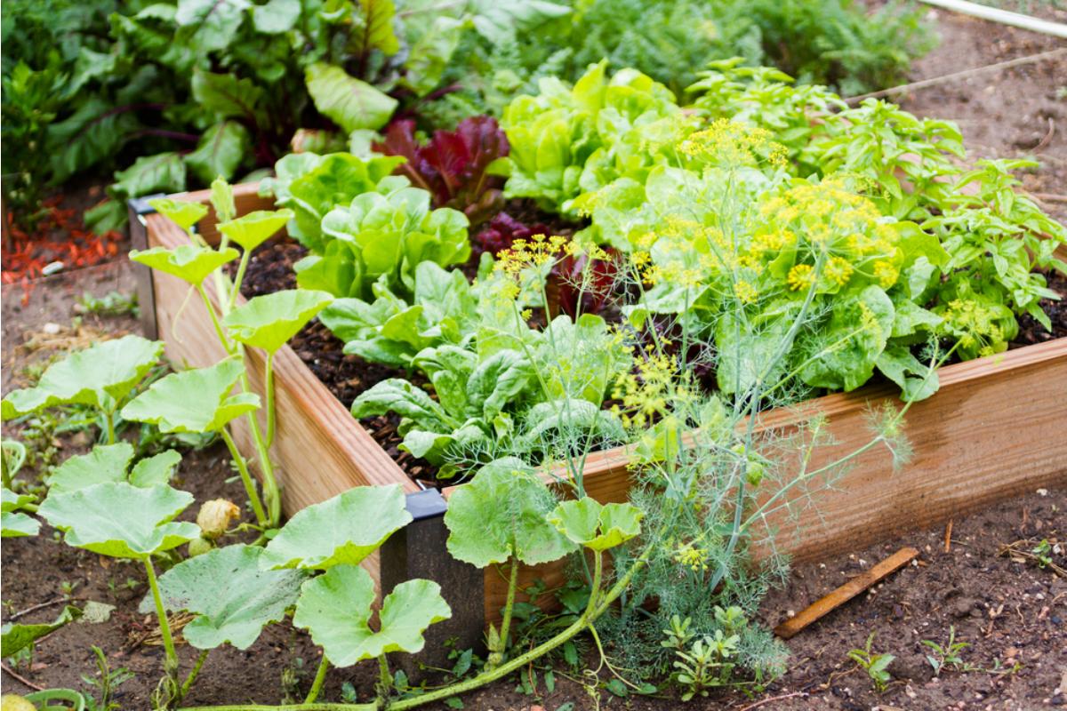 Some Home Gardeners Are Growing Vegetables Along Shared Property Lines, And Neighbors Are Arguing Over Which Side Owns the Produce