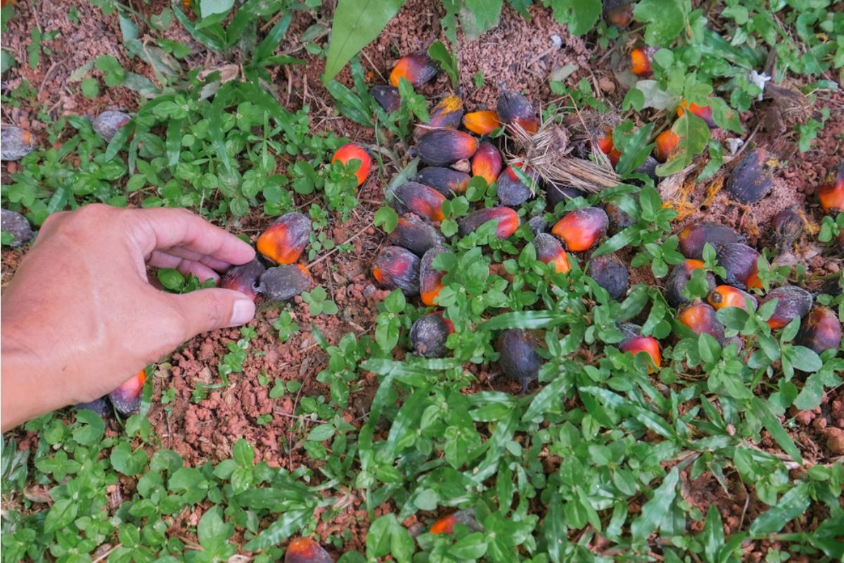 Some Home Gardeners Are Leaving Fallen Fruit on Purpose to Attract Wildlife, And It’s Dividing Opinions on Pest Control