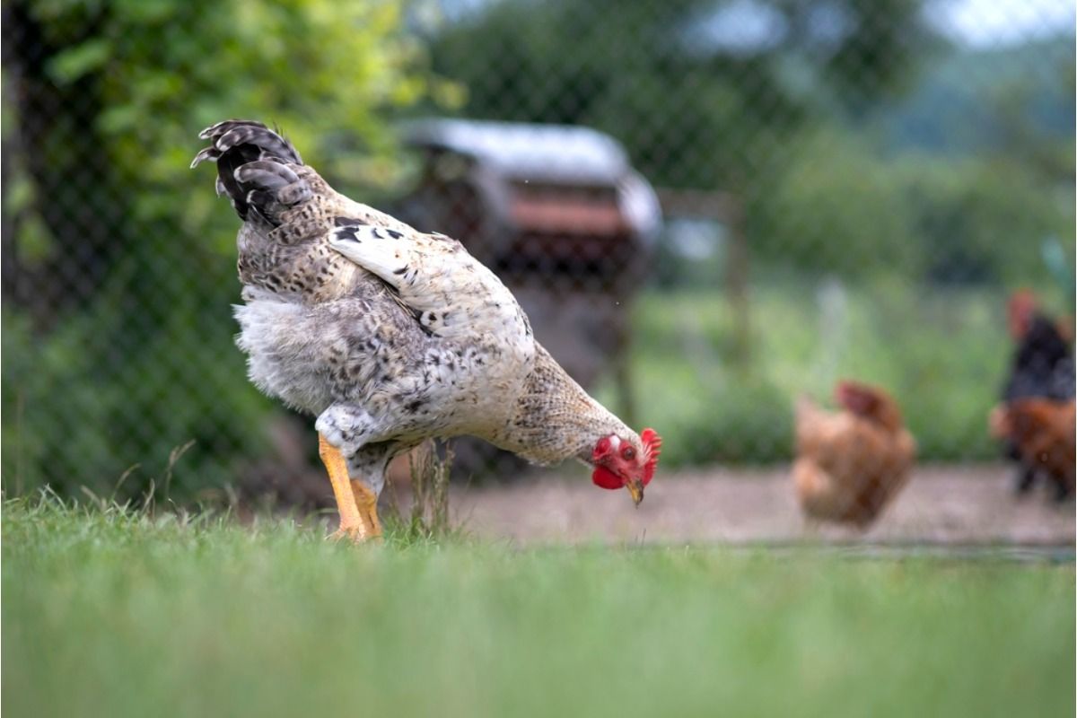 Some Home Gardeners Are Letting Chickens Roam Freely Around Vegetable Beds, And Neighbors Say It’s Creating Noise and Smell Problems