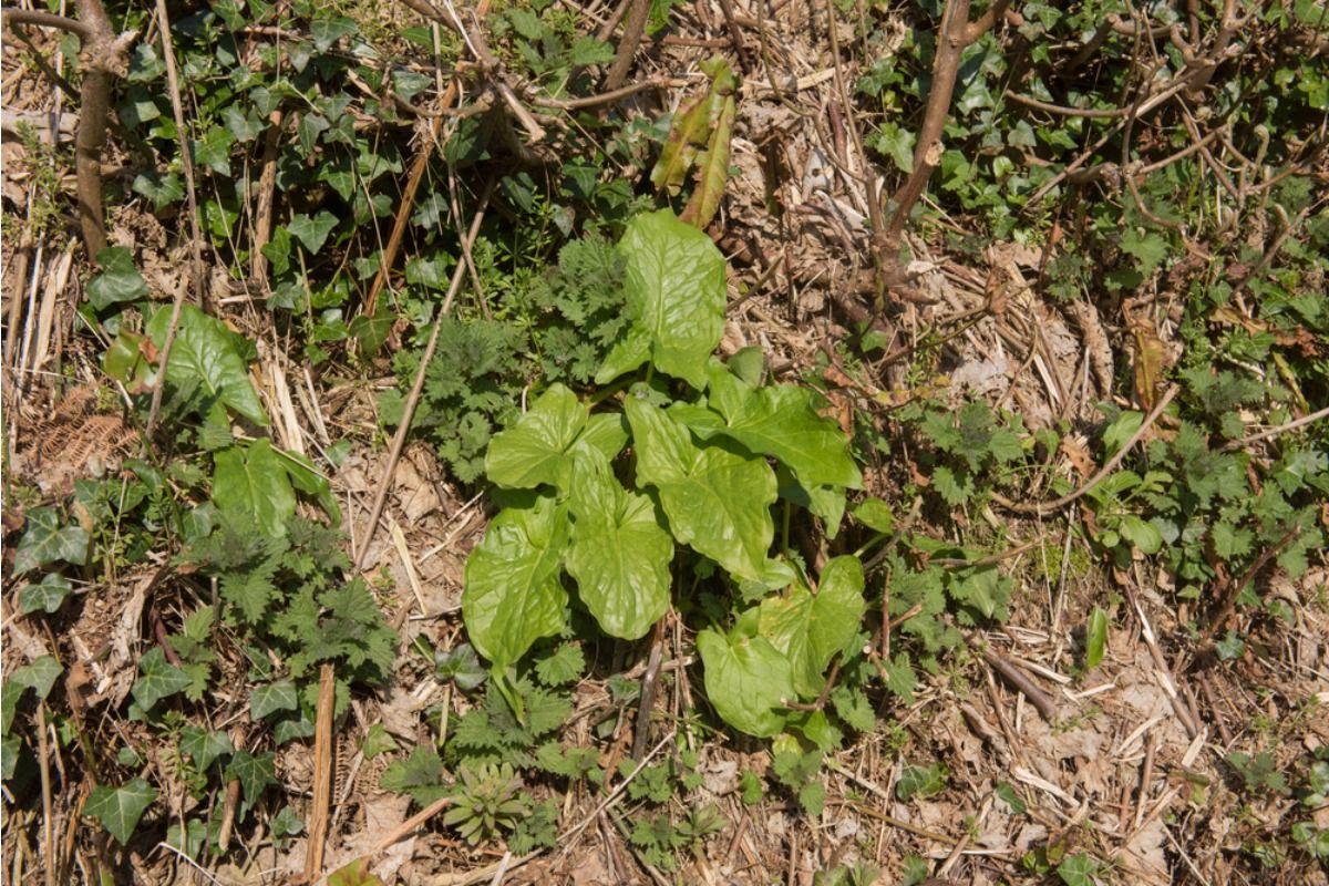 Some Home Gardeners Are Letting Plants Grow Wild Without Pruning, And It’s Dividing Opinions on Control vs Natural Growth