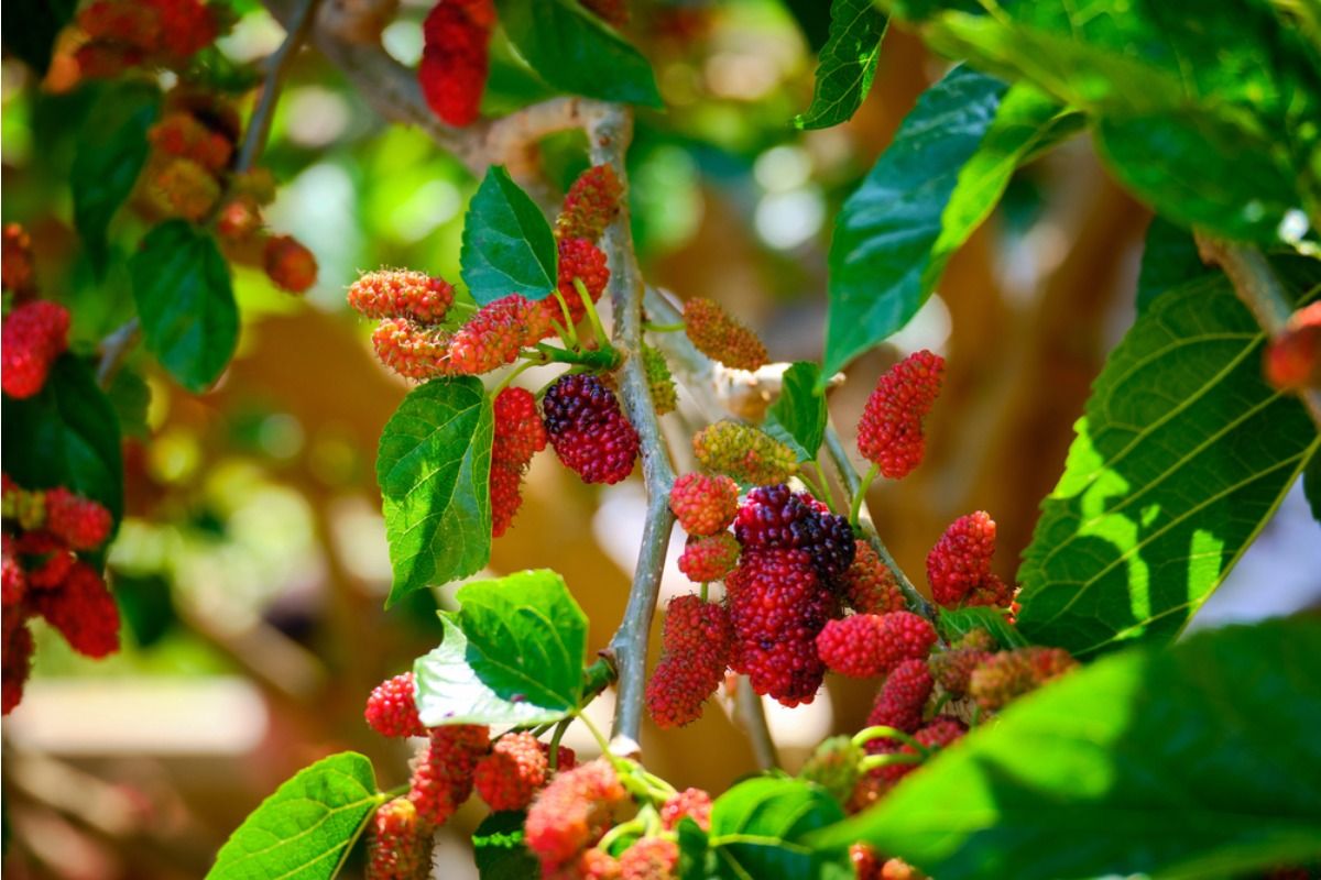 Some Home Gardeners Are Planting Fruit Trees Extremely Close Together, And Neighbors Say Fallen Fruit Is Becoming a Messy Problem