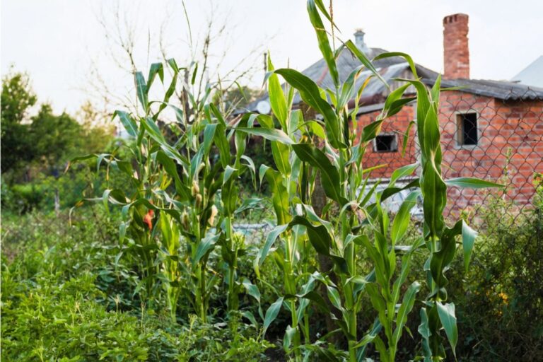 Some Home Gardeners Are Planting Tall Corn in Small Backyards, And Neighbors Say It’s Blocking Sunlight Across the Fence