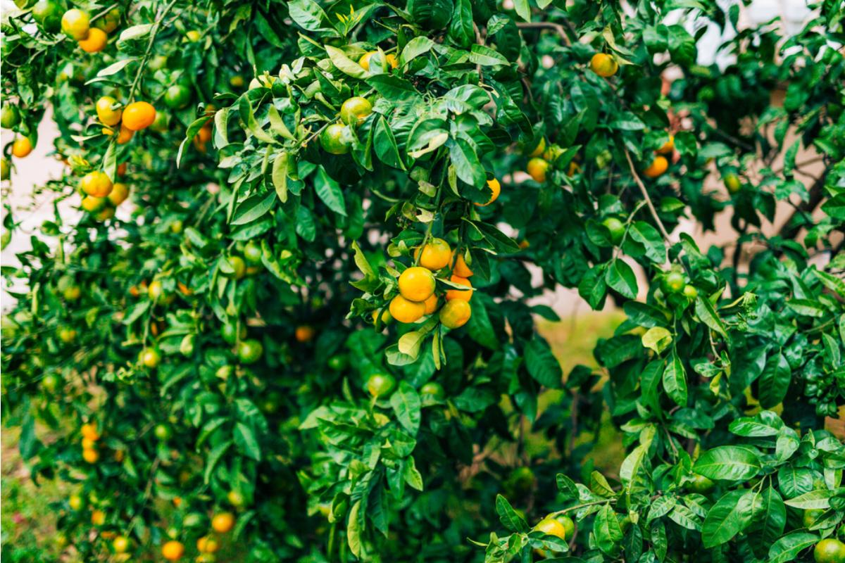Some Home Gardeners Are Replacing Backyard Fences With Fruit Trees, And Neighbors Say Harvest Season Is Creating New Boundary Disputes