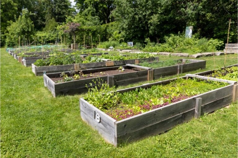 Some Home Gardeners Are Replacing Backyard Furniture With More Plant Beds, And Families Say There’s “Nowhere Left to Sit” Outside