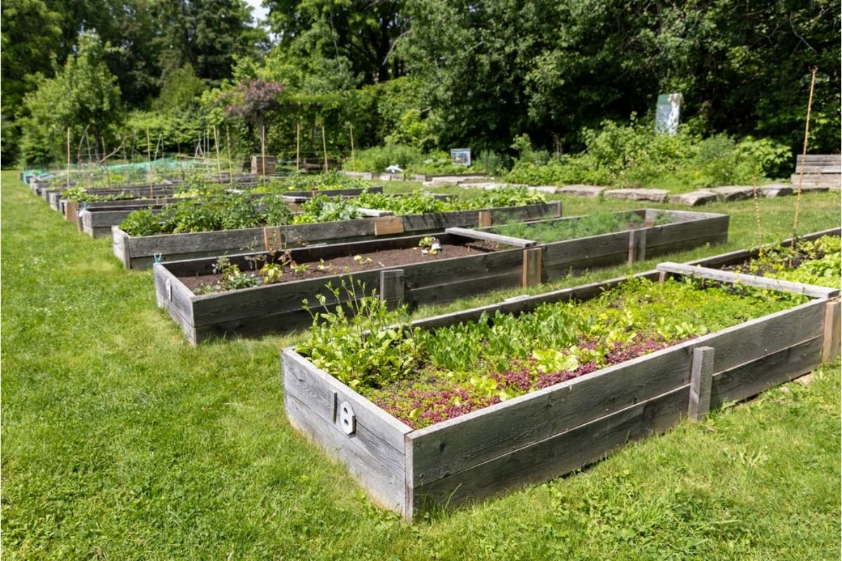 Some Home Gardeners Are Replacing Backyard Furniture With More Plant Beds, And Families Say There’s “Nowhere Left to Sit” Outside