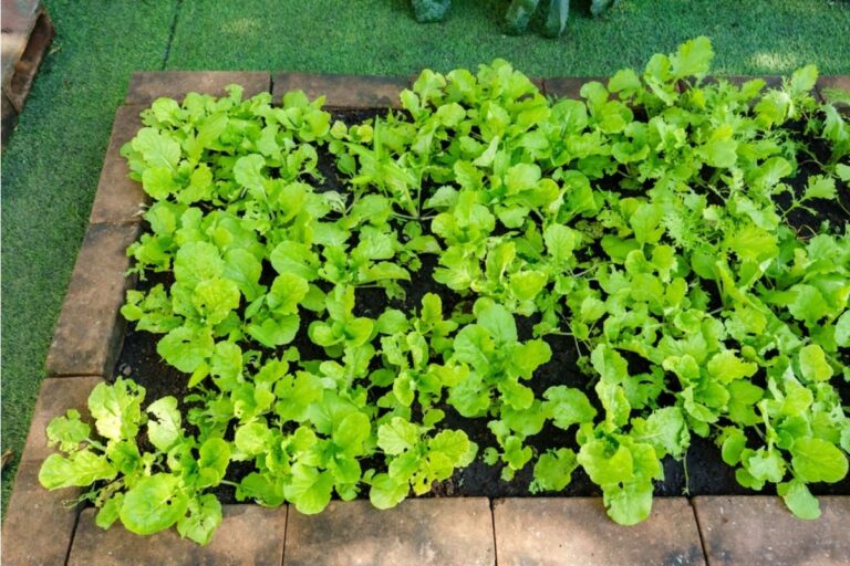 Some Home Gardeners Are Replacing Backyard Patios With Full Food Gardens, And Neighbors Say It’s Changing the Look of the Neighborhood