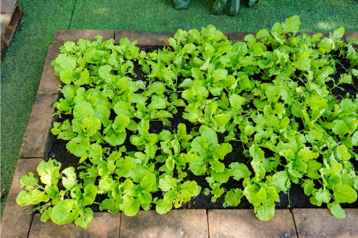 Some Home Gardeners Are Replacing Backyard Patios With Full Food Gardens, And Neighbors Say It’s Changing the Look of the Neighborhood
