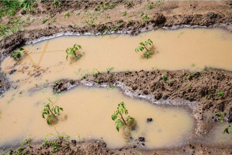 Some Home Gardeners Are Reusing Kitchen Water for Plants, And It’s Sparking Debate Over Whether It Helps or Harms Growth