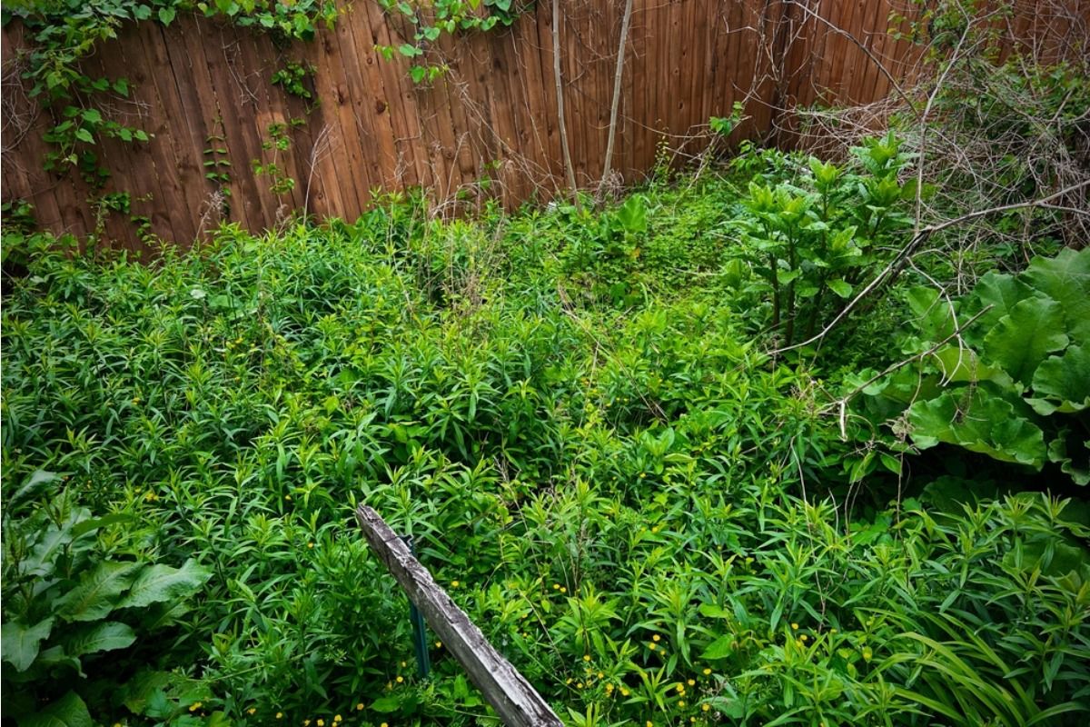 Some Home Gardeners Are Turning Entire Backyards Into Food Forests, And Neighbors Say the Wild Growth Is Changing the Look of the Street