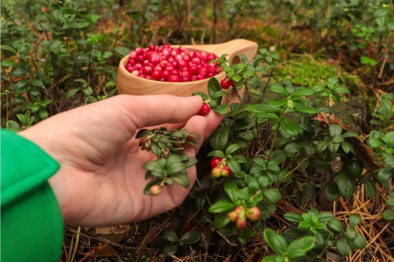 Some Home Gardeners Are Turning Entire Front Yards Into Wild Berry Patches, And Neighbors Say Birds Are Taking Over the Street