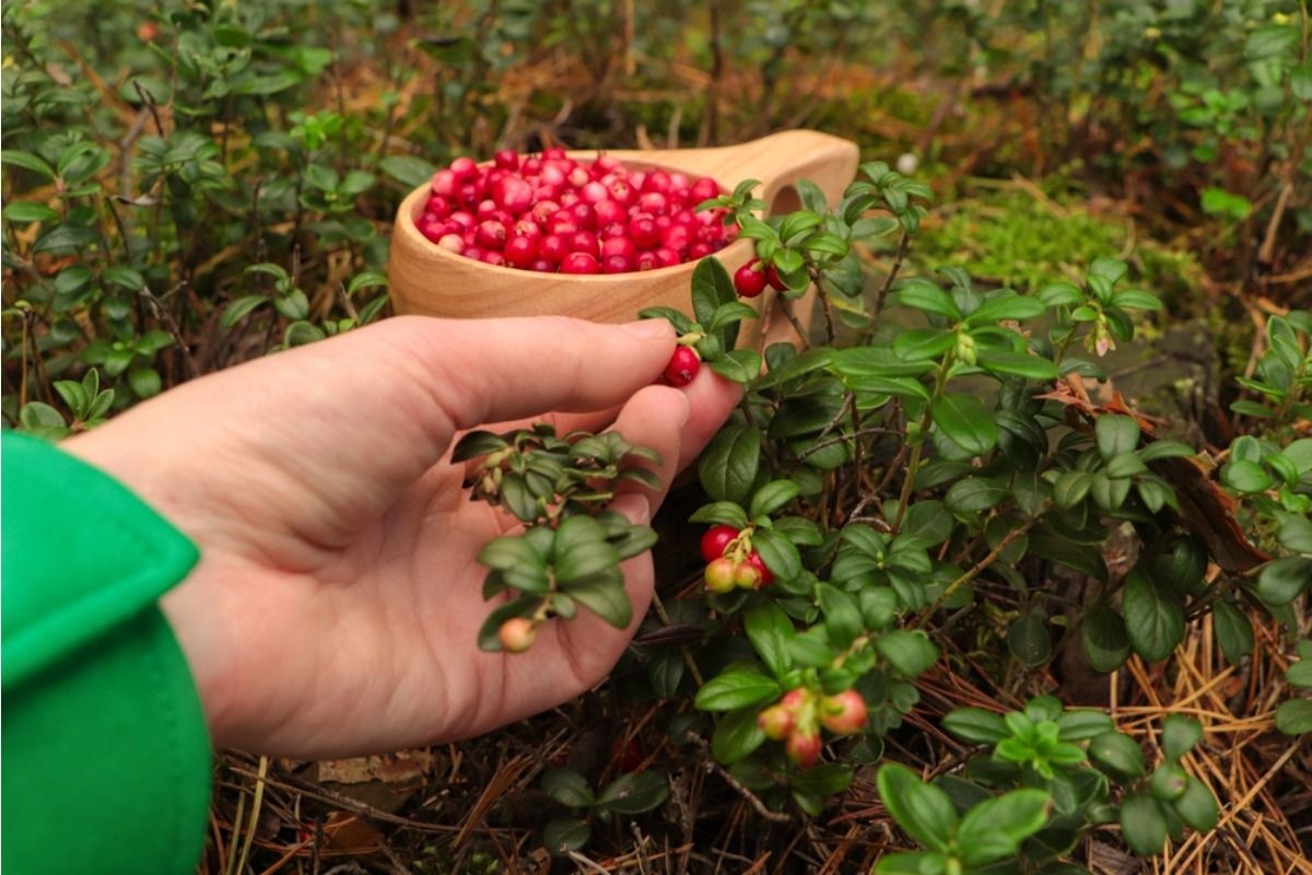 Some Home Gardeners Are Turning Entire Front Yards Into Wild Berry Patches, And Neighbors Say Birds Are Taking Over the Street