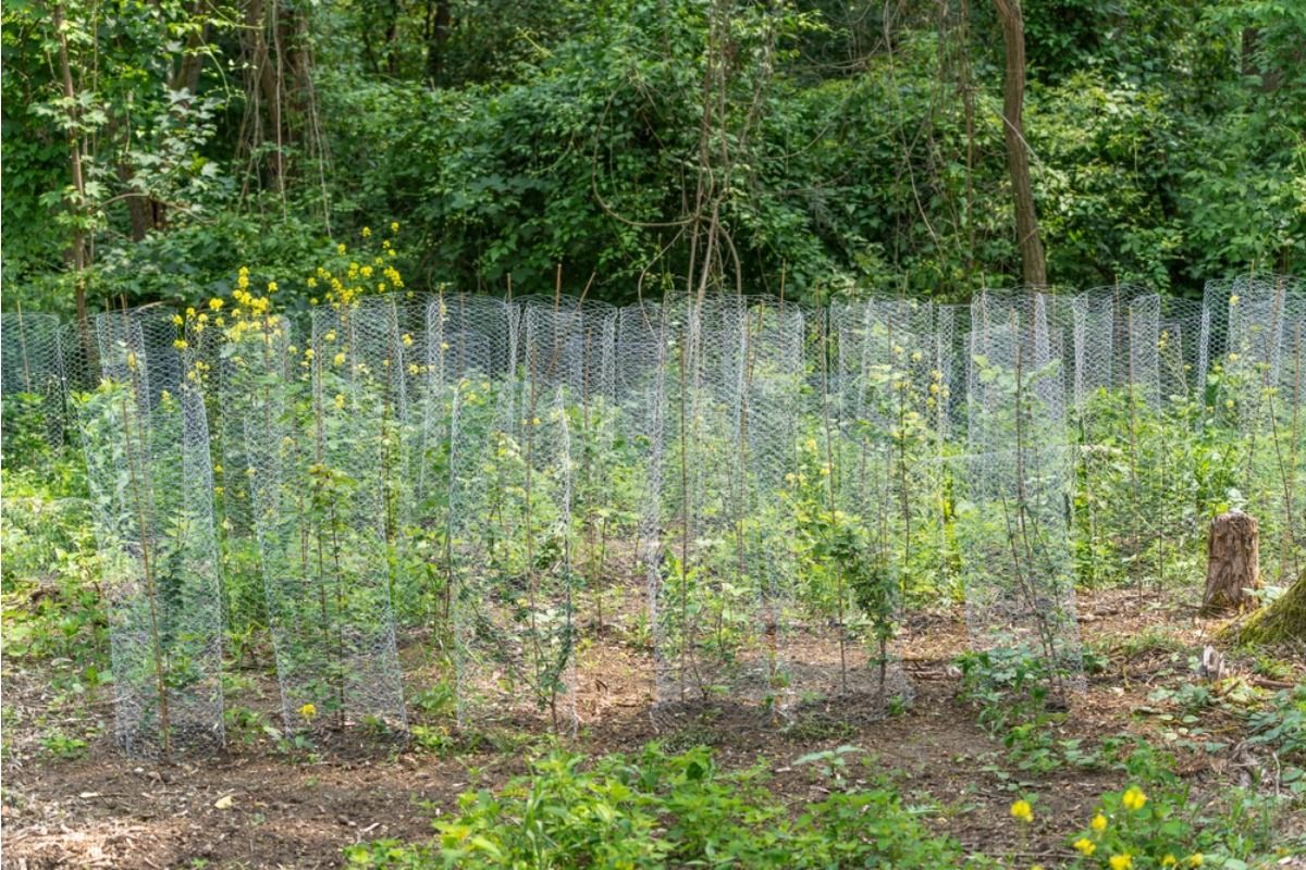 Some Home Gardeners Are Using Chicken Wire Around Front Yard Vegetables, And Neighbors Say It Makes the Street Look “Too Rural”