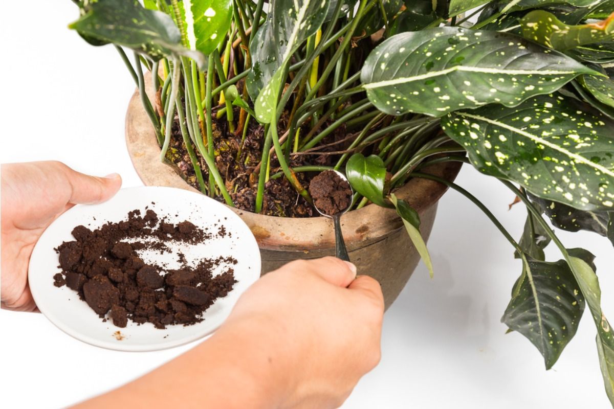 Some Home Gardeners Are Using Coffee Grounds on All Their Plants, And It’s Sparking Debate Over Whether It Actually Helps Growth