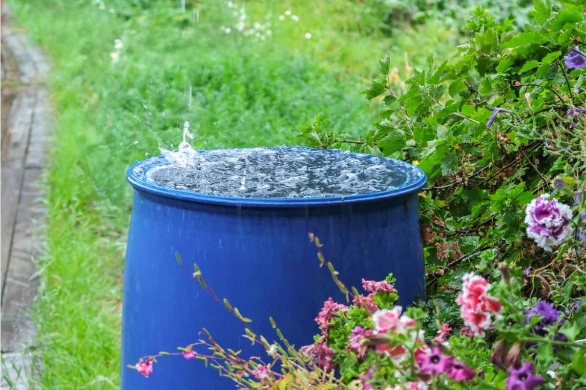 Some Homeowners Are Building Large Rain Collection Systems for Their Gardens, And Neighbors Say the Barrels Look “Too Commercial” for the Street