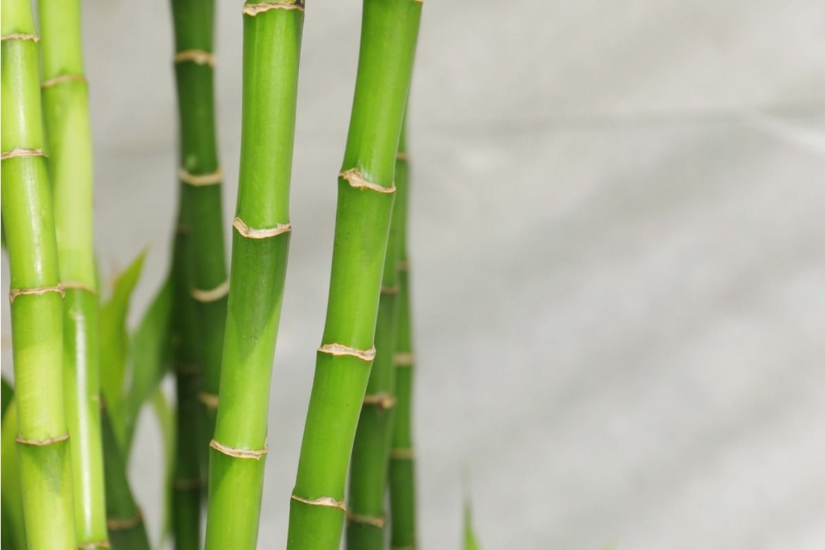 Some Homeowners Are Growing Dense Bamboo Walls for Privacy, And Neighbors Say the Roots Are Starting to Spread Everywhere