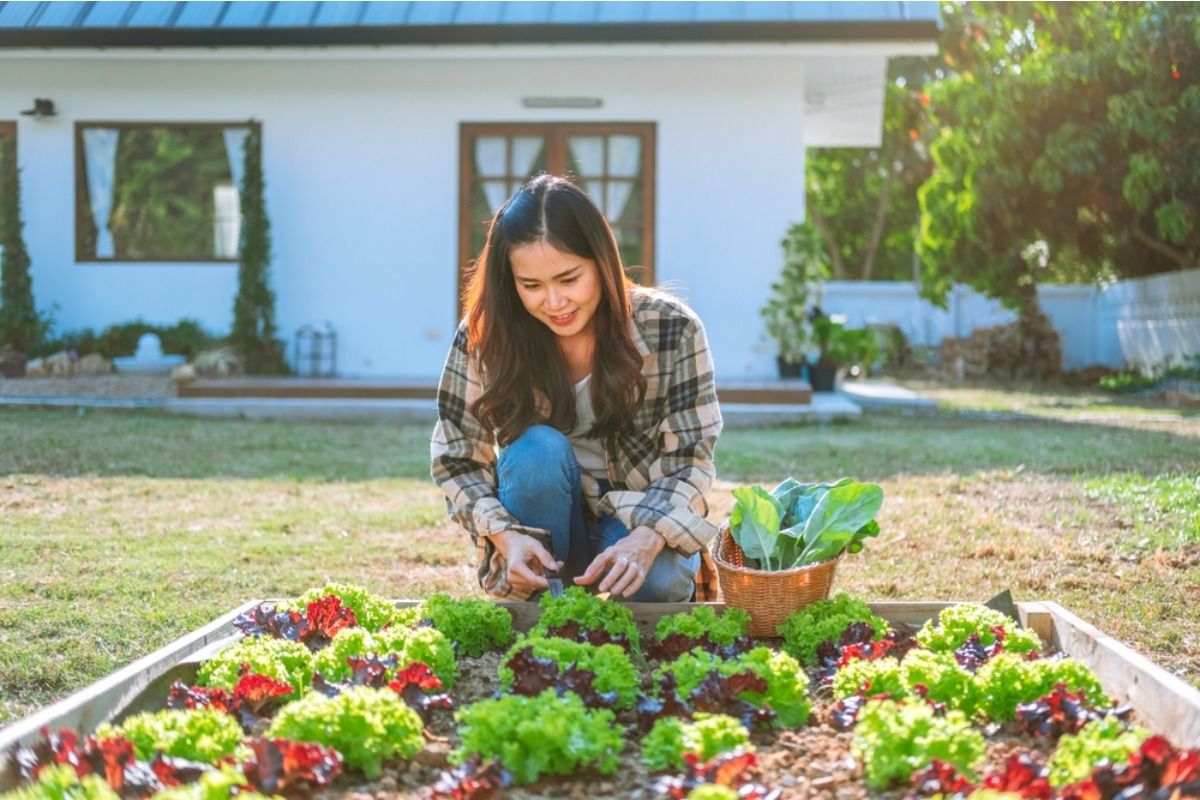 Some Homeowners Are Growing Food in Front Yards Instead of Backyards, And Neighbors Say It’s Making Streets Feel More “Public” Than Before