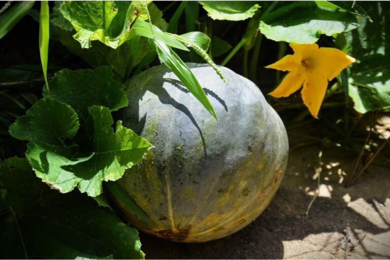 Some Homeowners Are Growing Giant Pumpkin Varieties at Home, And Neighbors Say the Expanding Vines Are Crossing Property Lines