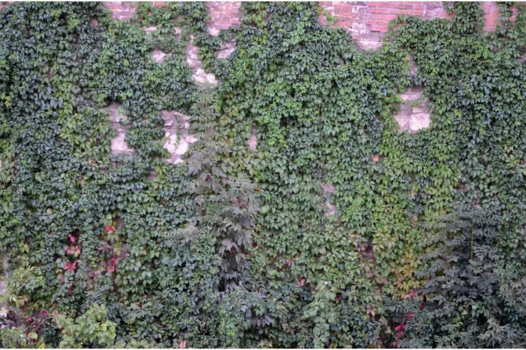 Some Homeowners Are Growing Large Climbing Plants Across Shared Walls, And Neighbors Say the Vines Are Getting Out of Control