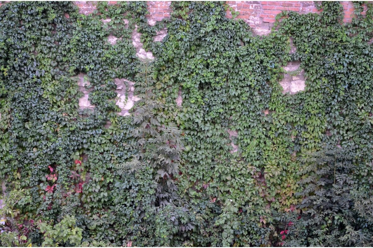Some Homeowners Are Growing Large Climbing Plants Across Shared Walls, And Neighbors Say the Vines Are Getting Out of Control