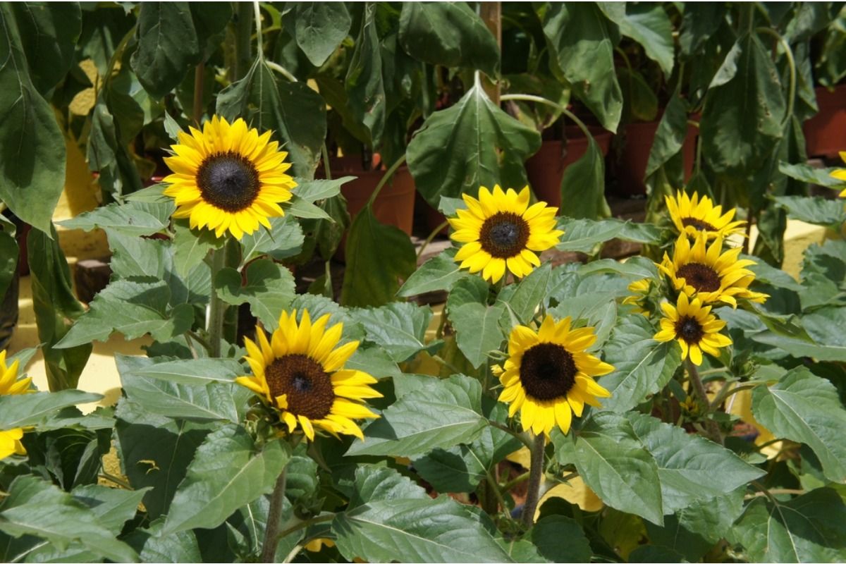 Some Homeowners Are Growing Massive Sunflower Rows Along Property Lines, And Neighbors Say They’re Losing Both Sunlight and Privacy