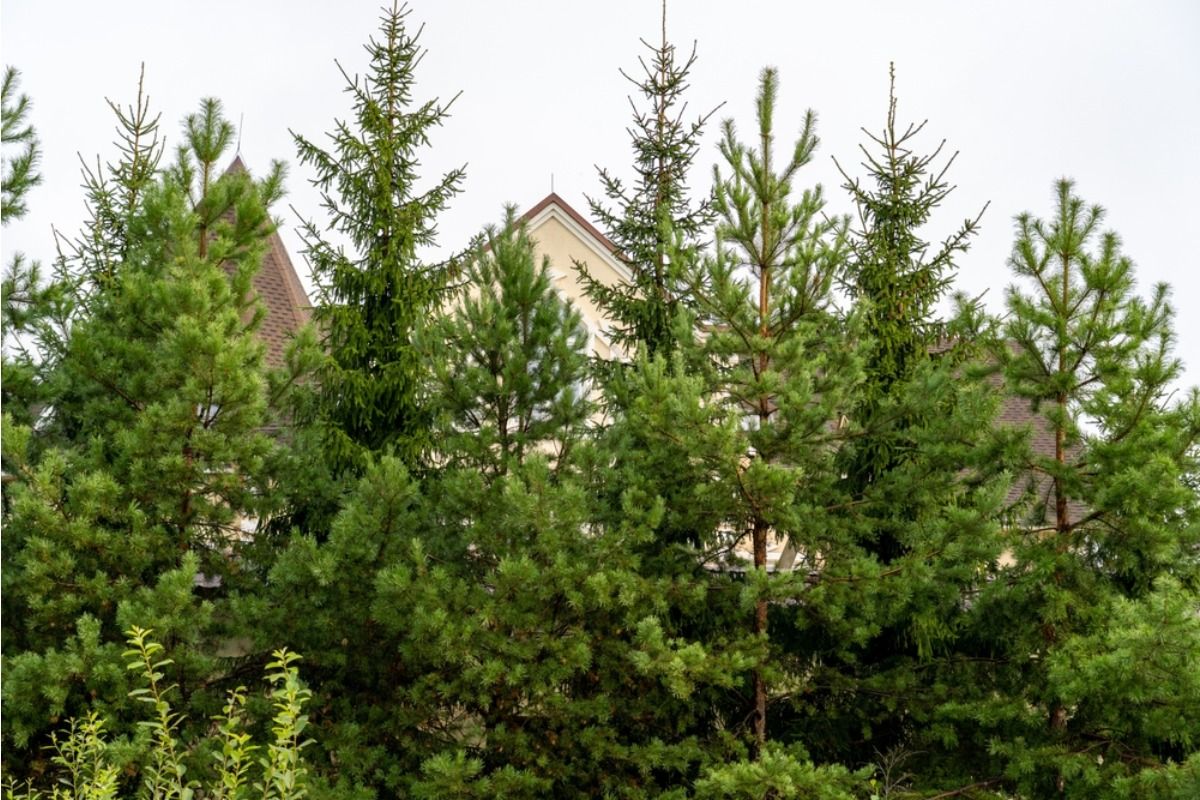 Some Homeowners Are Growing Tall Privacy Plants Around Pools, And Neighbors Say It’s Blocking Views and Airflow Across the Street
