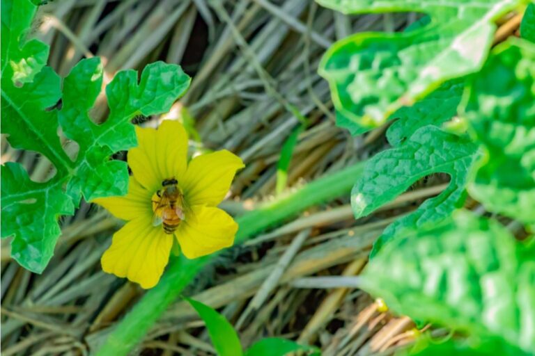 Some Homeowners Are Replacing Backyard Grass With Pollinator Gardens, And Neighbors Say the Increase in Bees Is Making Outdoor Spaces Harder to Enjoy