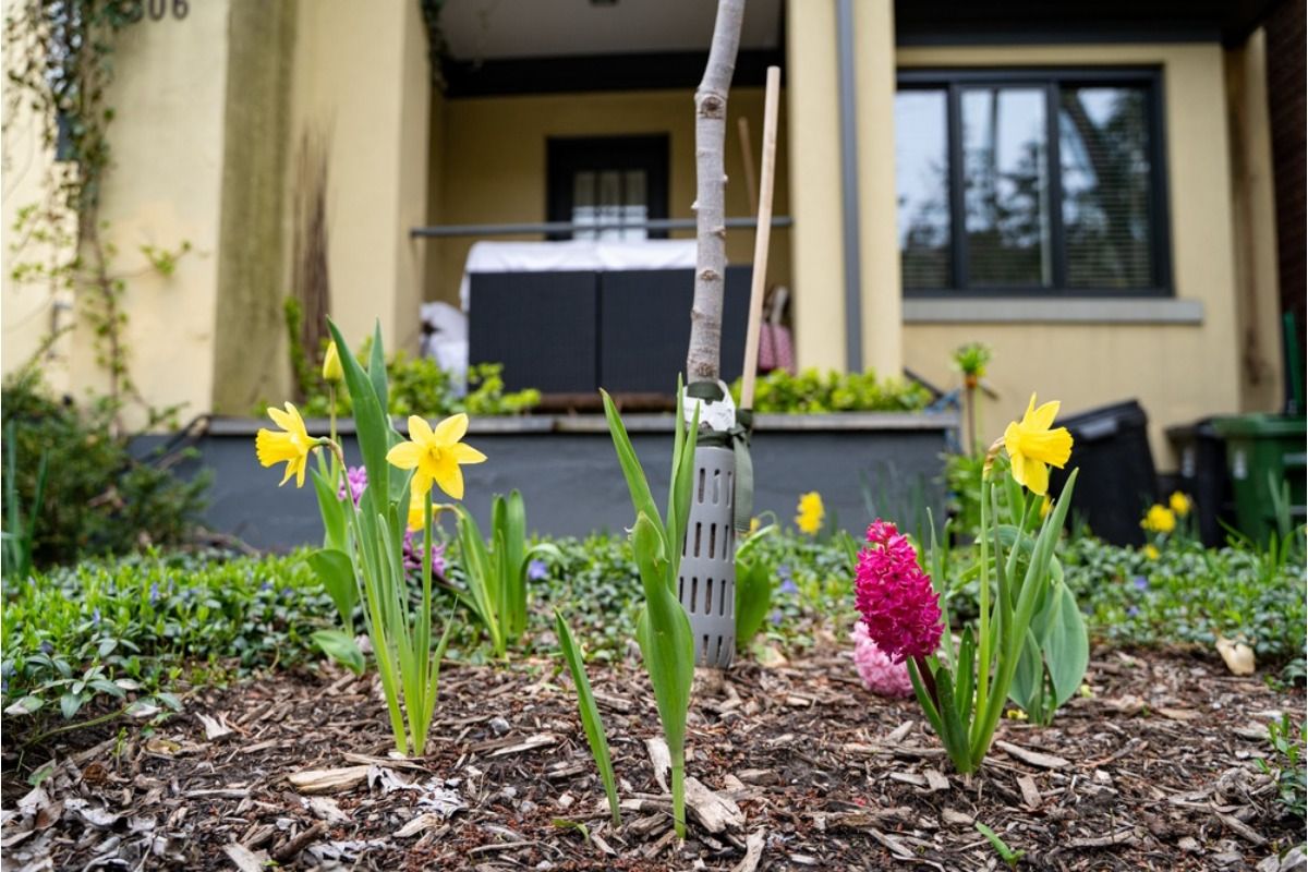 Some Homeowners Are Turning Entire Front Yards Into Wildflower Gardens, And Neighbors Say It’s Lowering the “Clean” Look of the Street