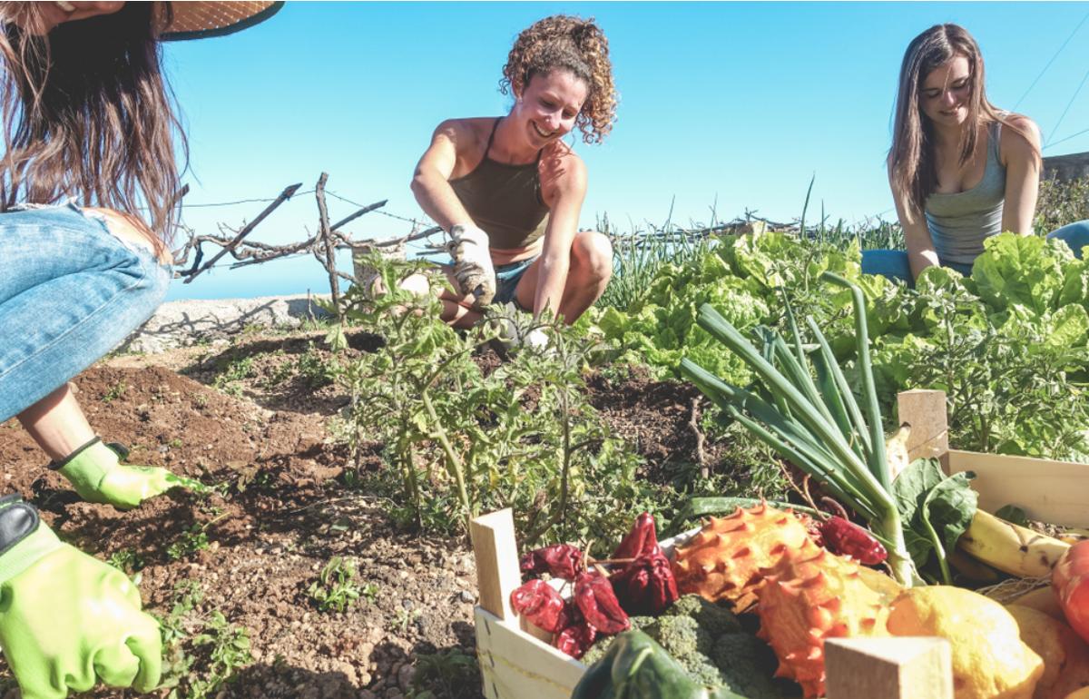 Some Homeowners Are Turning Vacant Lots Into Community Food Gardens, And Neighbors Can’t Agree on Who Should Control the Harvest