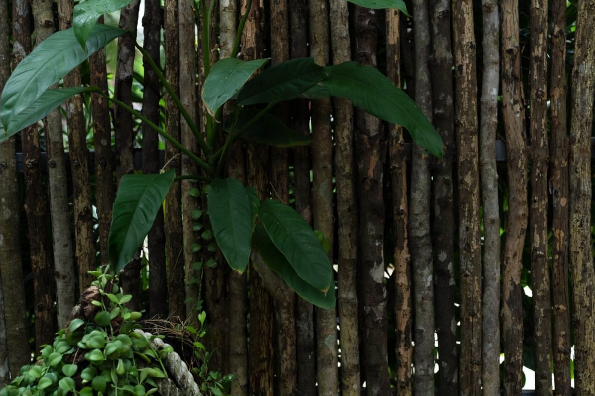 Tall Bamboo Screens Around Patios