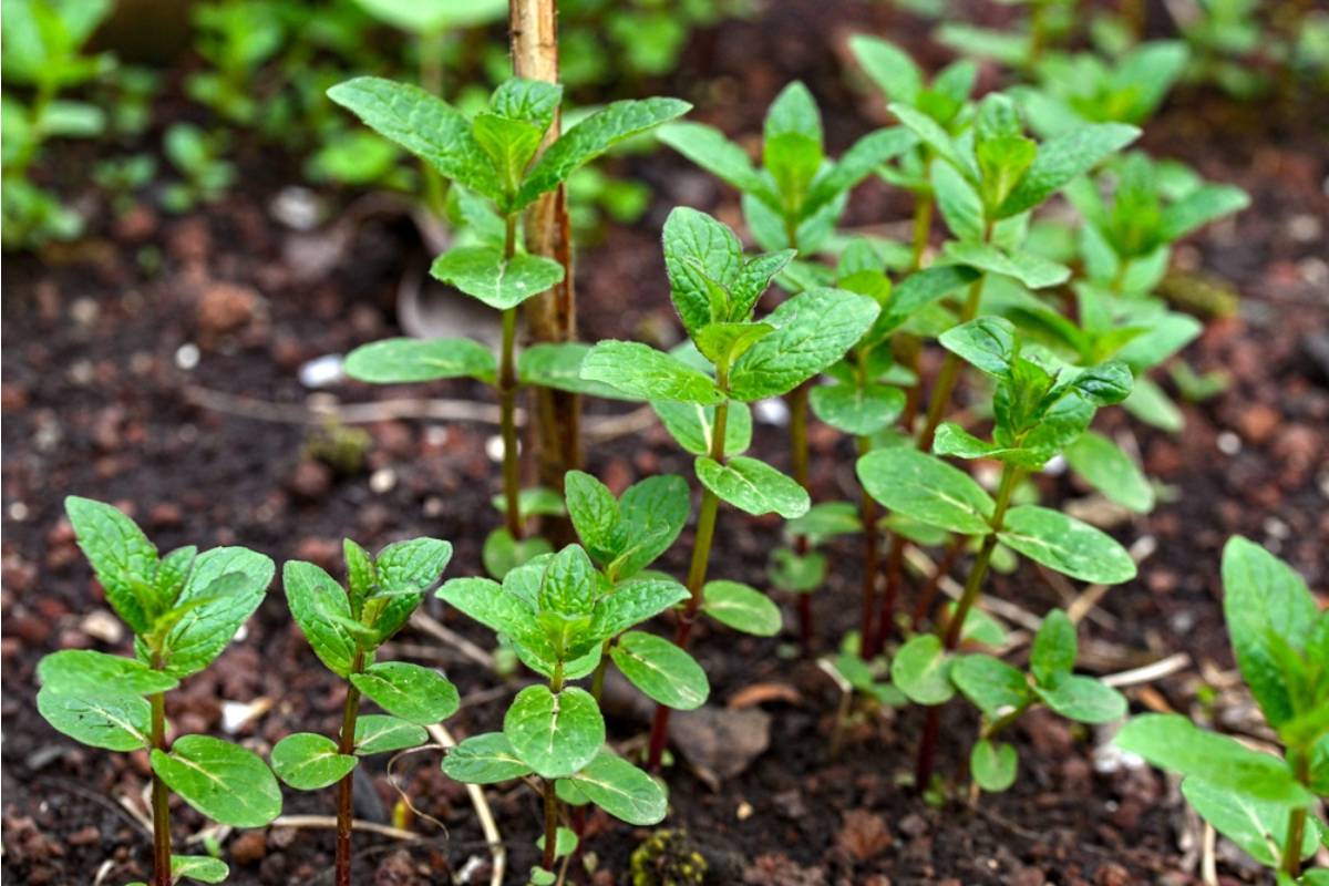 7 Plants Experienced Gardeners Say They'll Never Grow Again After Learning the Hard Way