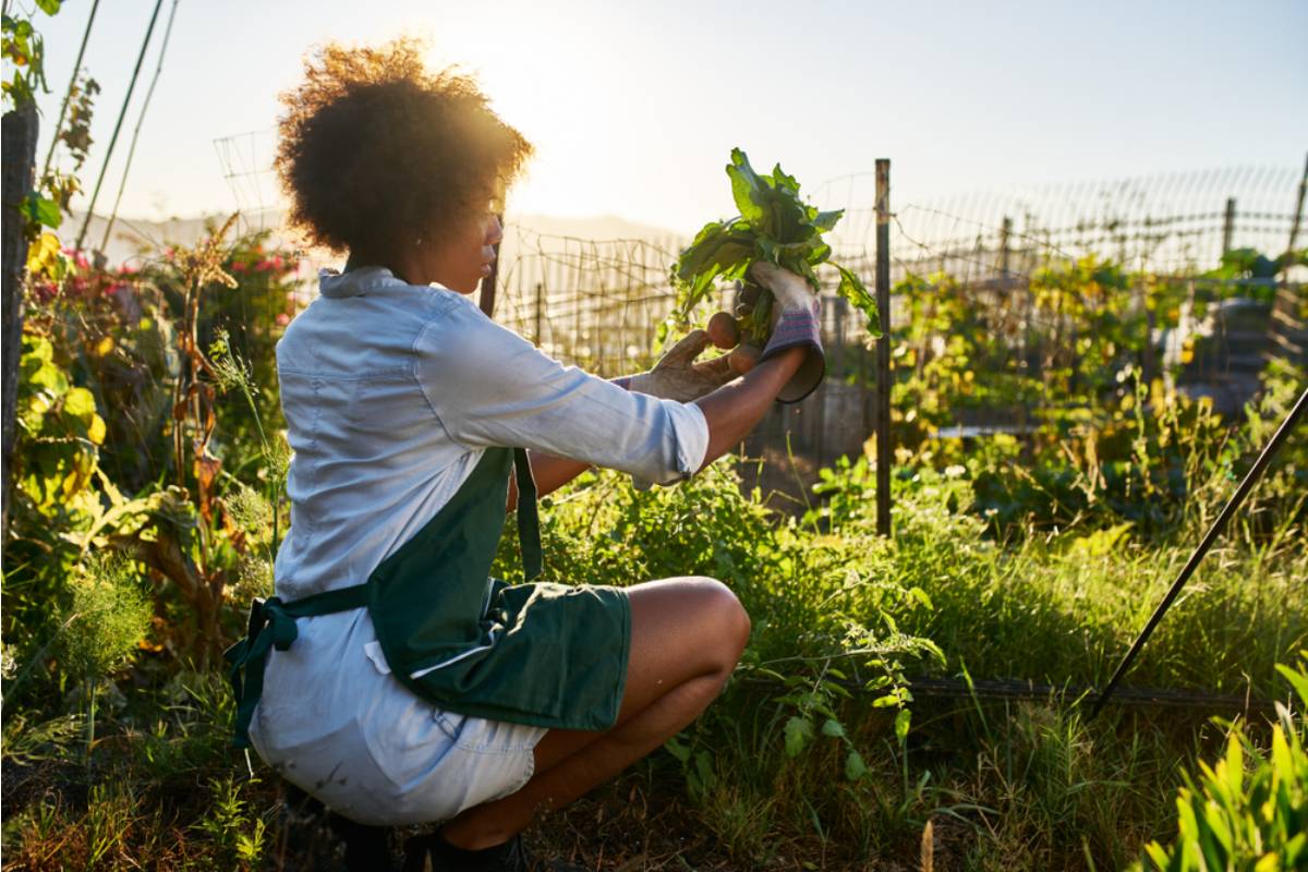 Gardener Says Family Members Keep Harvesting Vegetables for Friends Without Asking, Now She Never Knows What Will Be Missing