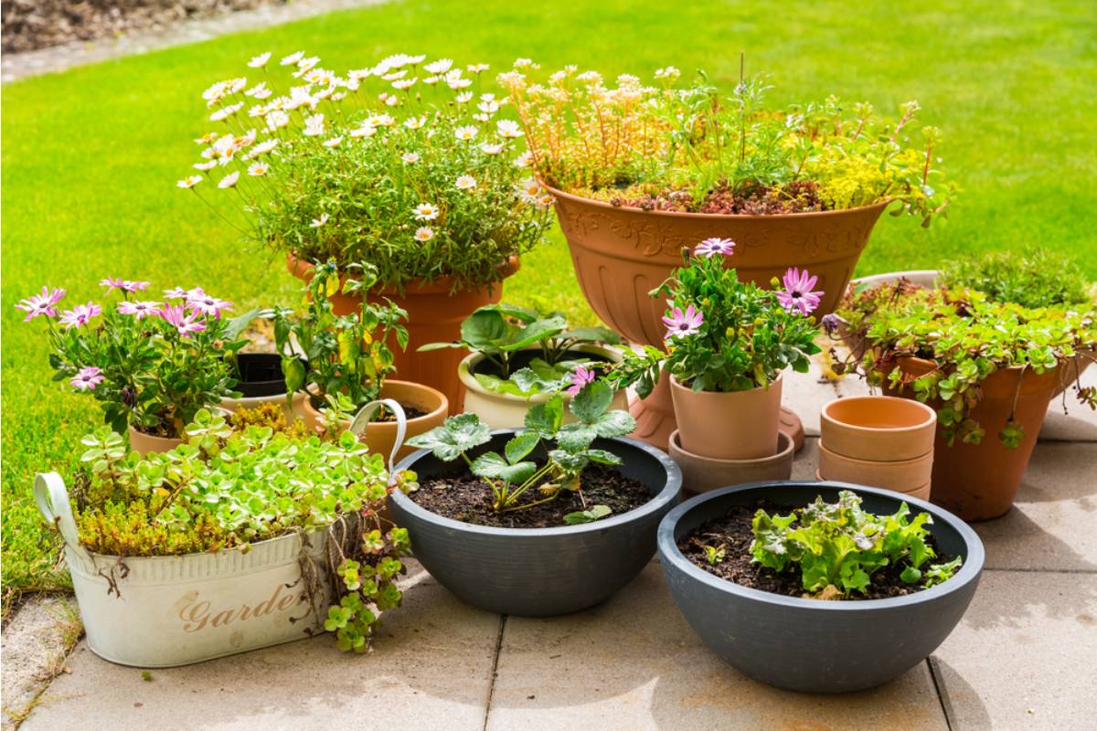 Gardener Says Her HOA Fined Her for Growing Vegetables in Pots on Her Own Patio, Now She's Taking the Fight to a Lawyer